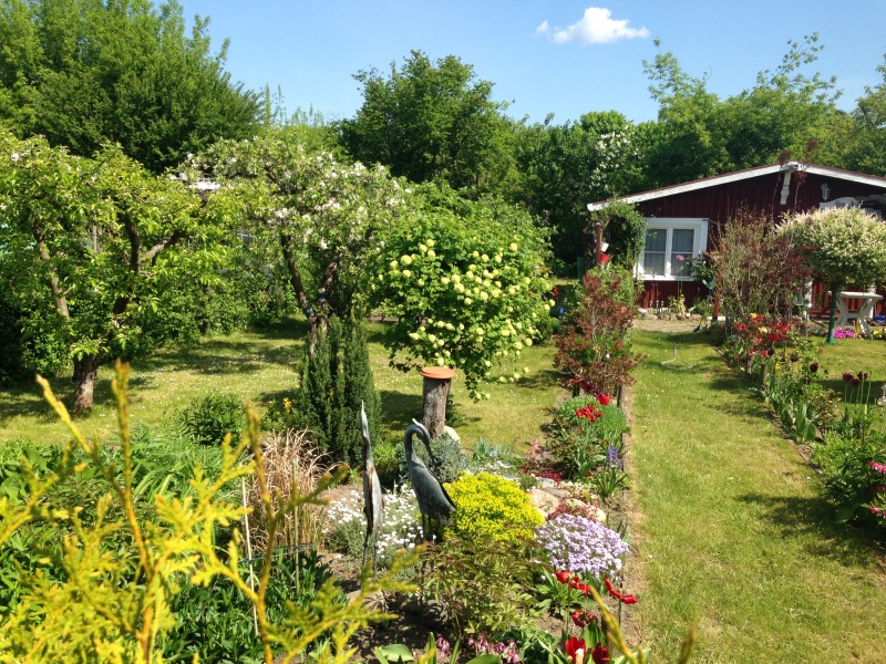 blühende Blumen am Wegrand