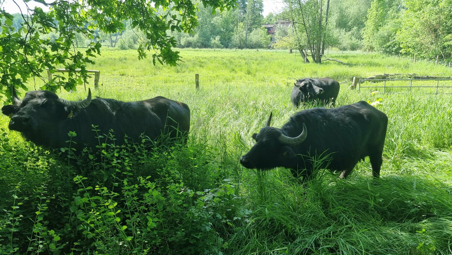 Die Wasserbüffelkühe fühlen sich sichtlich wohl