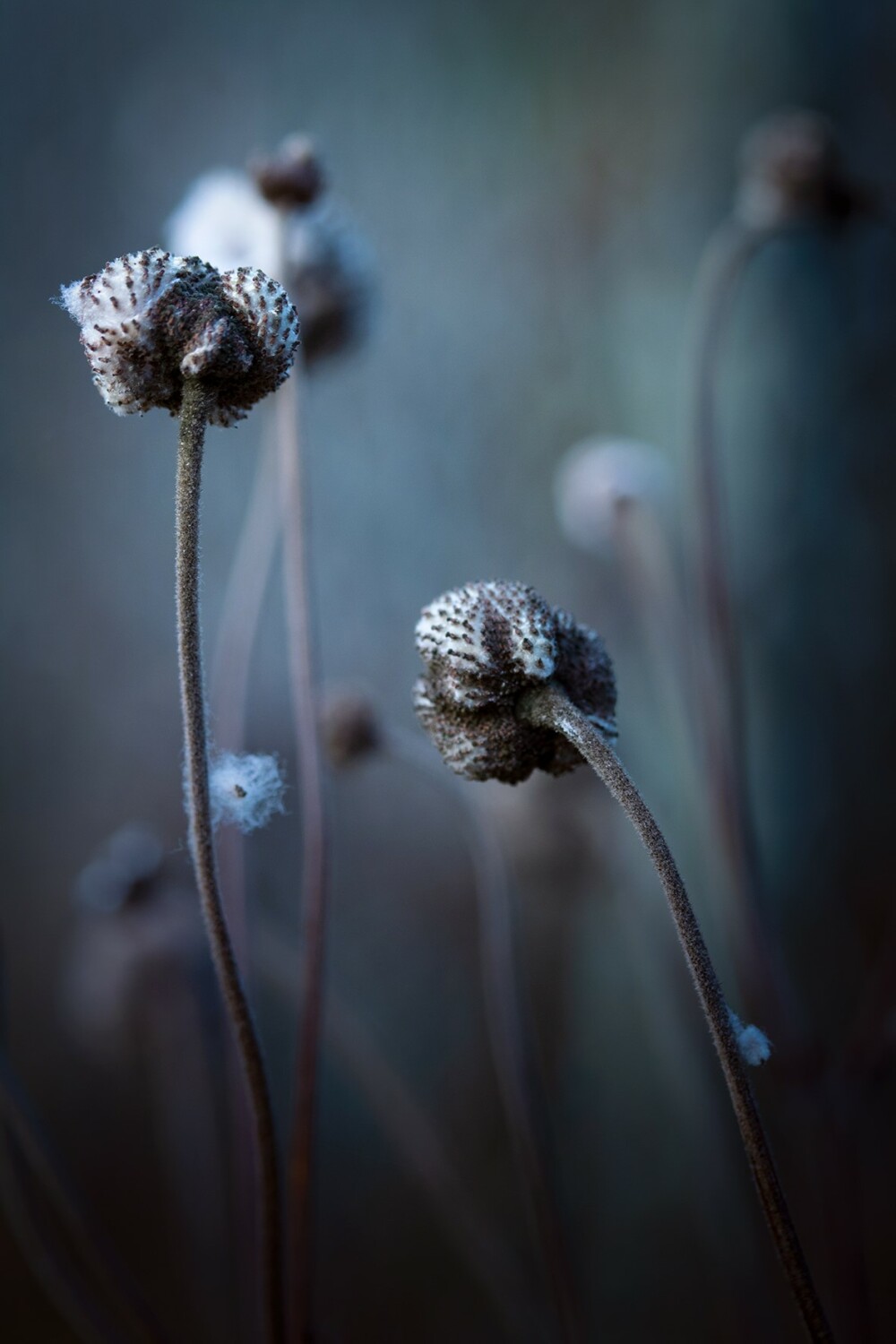 Doreen Lemke Aus der Serie abendblaun seit 2019 Fotografie 13 x 19 cm 