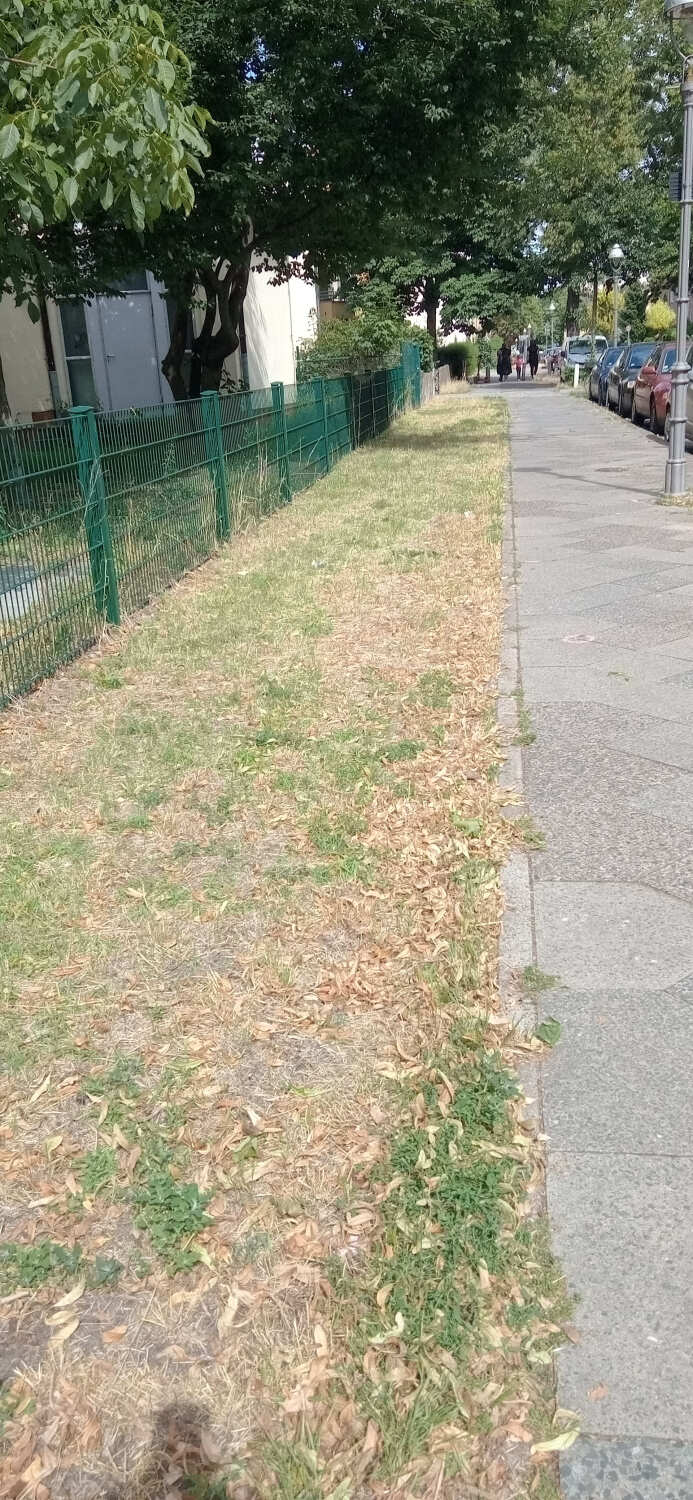 Ursprungszustand der Wiese in der Winterstraße (Nähe Haushotterplatz)