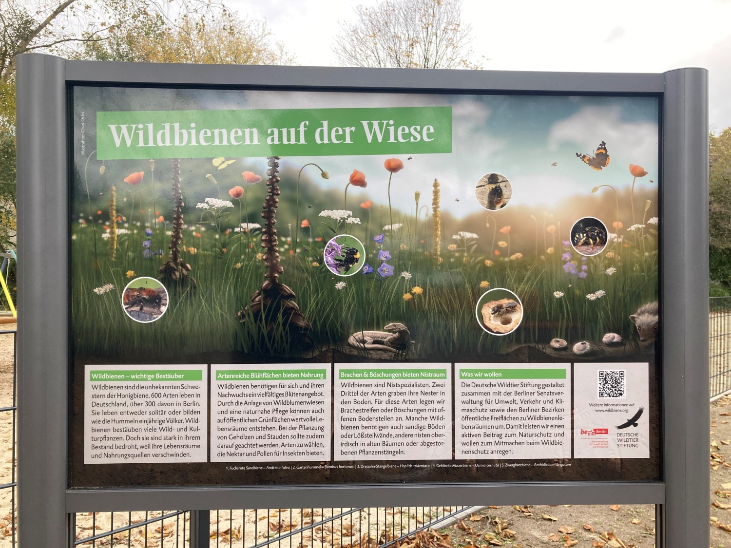 Infotafel über "Wildbienen auf der Wiese" an der Scheelestraße