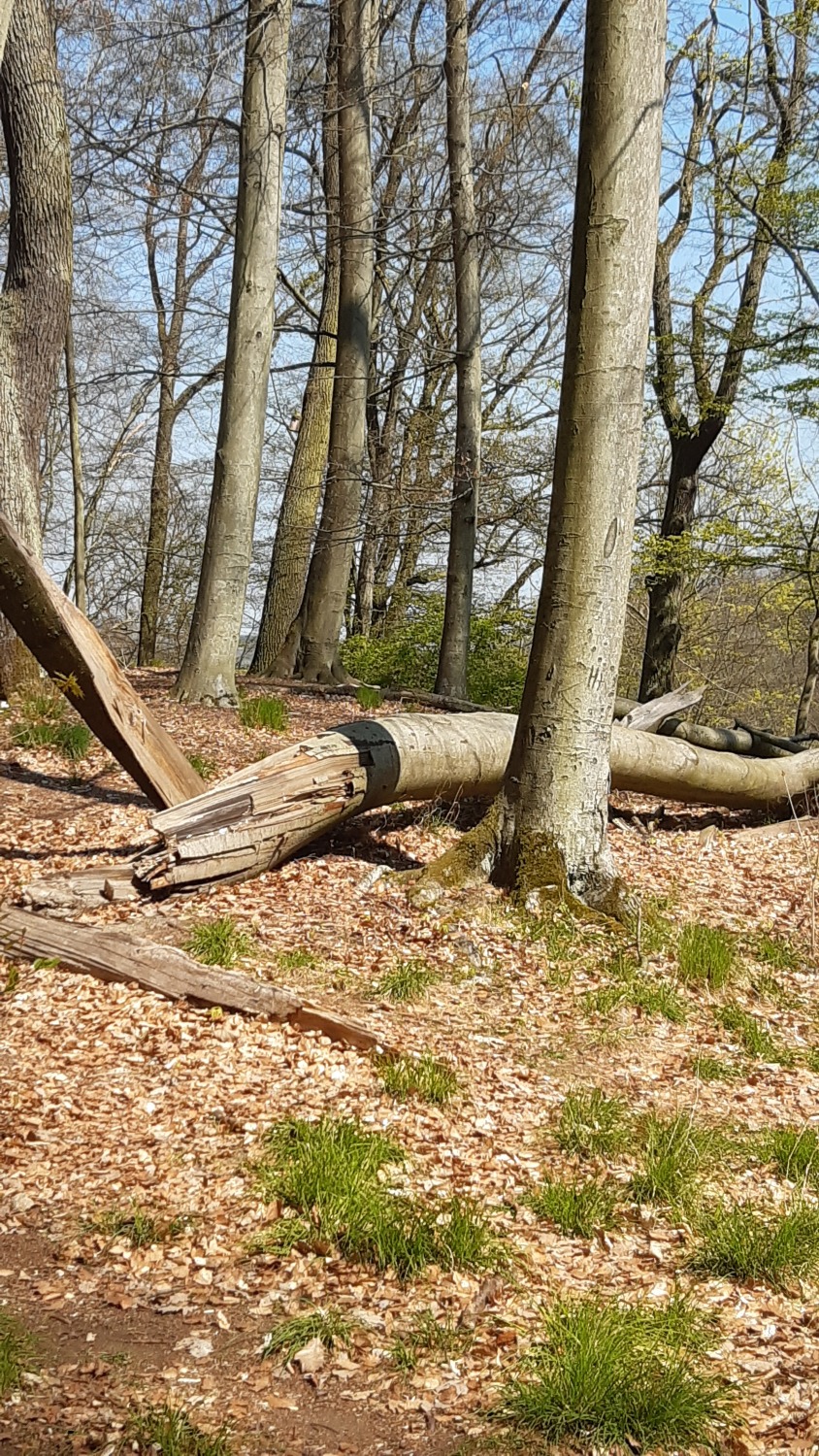 Landschaftspark Glienicke - Trockenheit bedroht Baumbestand 2021-02