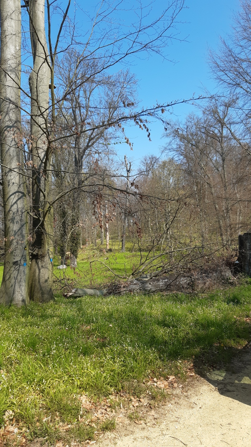 Landschaftspark Glienicke - Trockenheit bedroht Baumbestand 2021-03