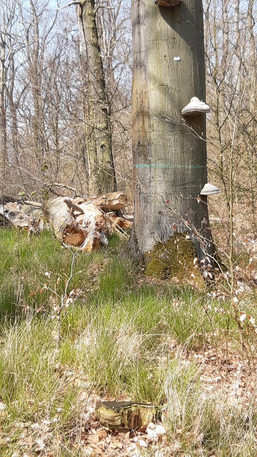 Landschaftspark Glienicke - Trockenheit bedroht Baumbestand 2021-04