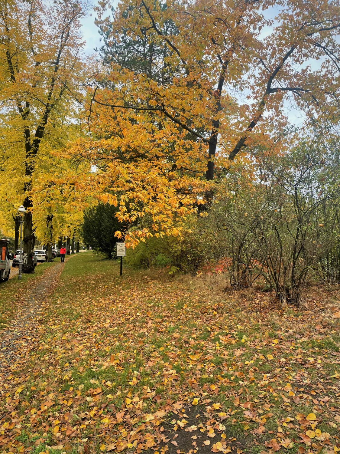 Herbstimpression Richtung Marga-Meusel-Platz