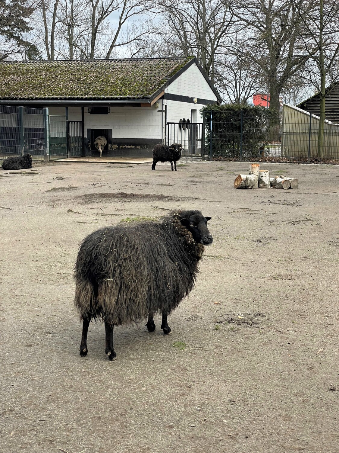 Schafe im Wildtiergehen im Gemeindepark Lankwitz