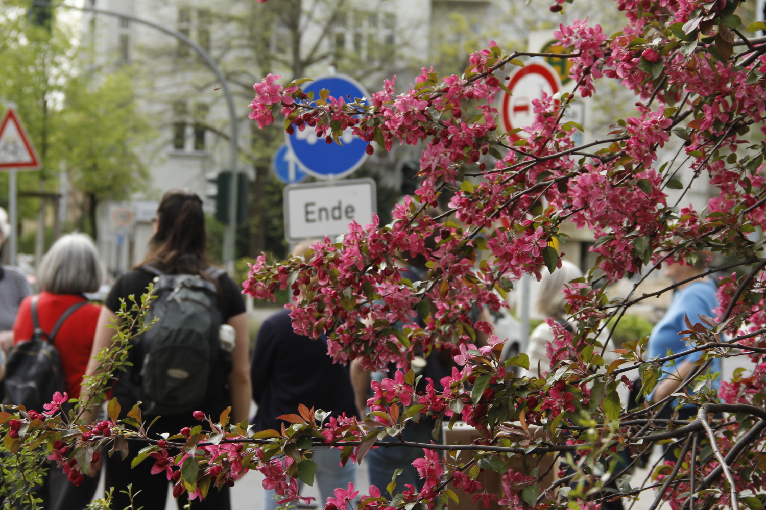 Blühende rosa Blüten