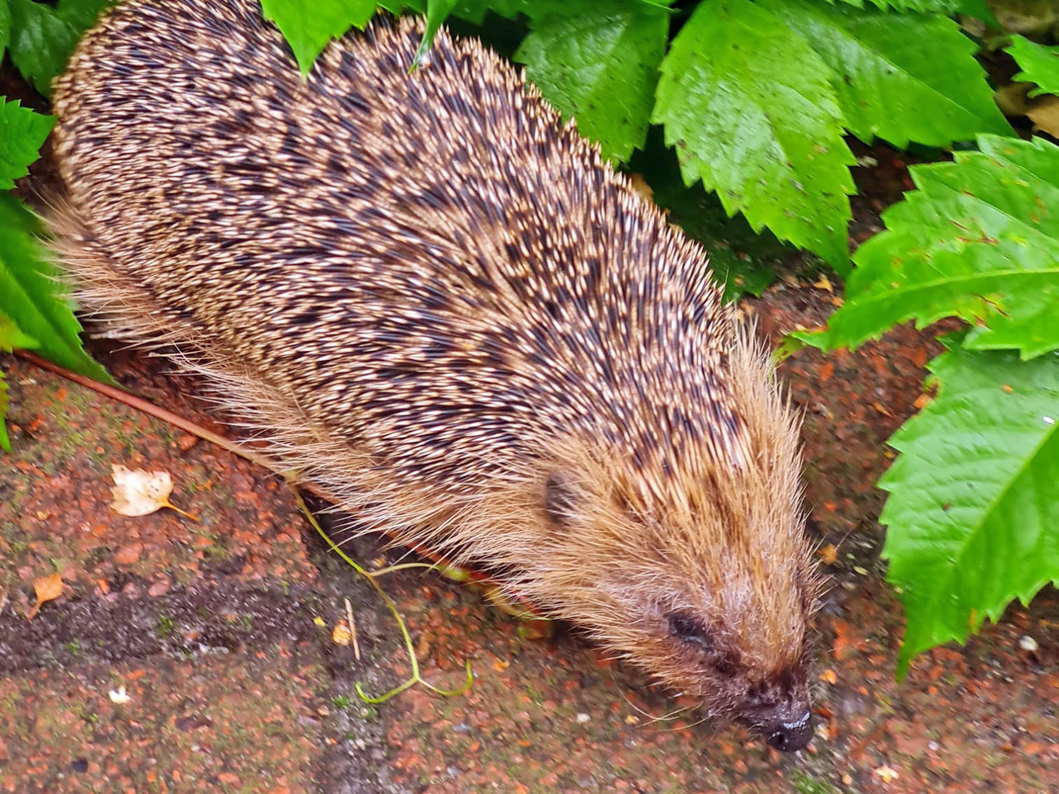 Junger Igel