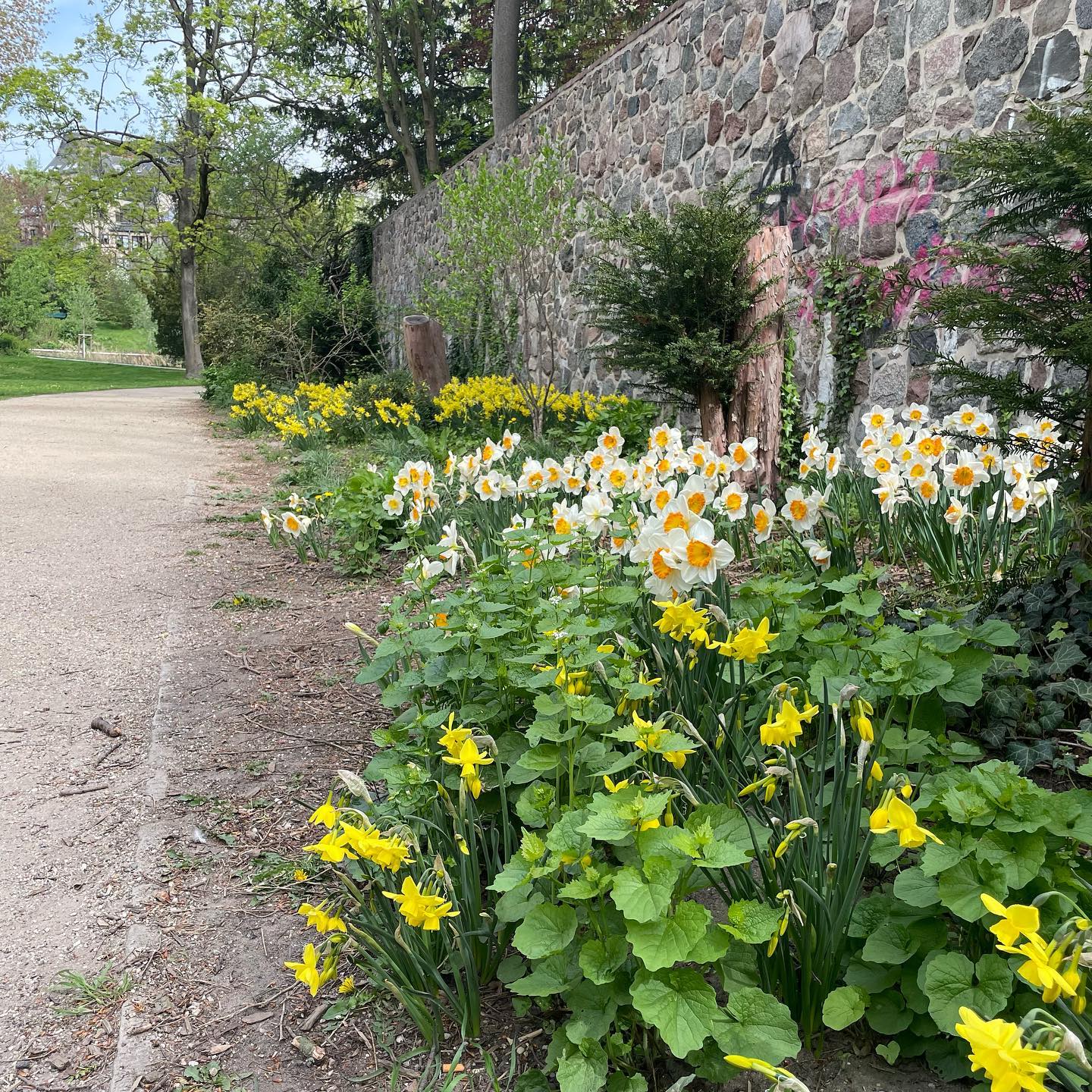 gelbe Blumen stehen am Wegesrand