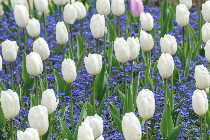 Blumen in den Sondergärten