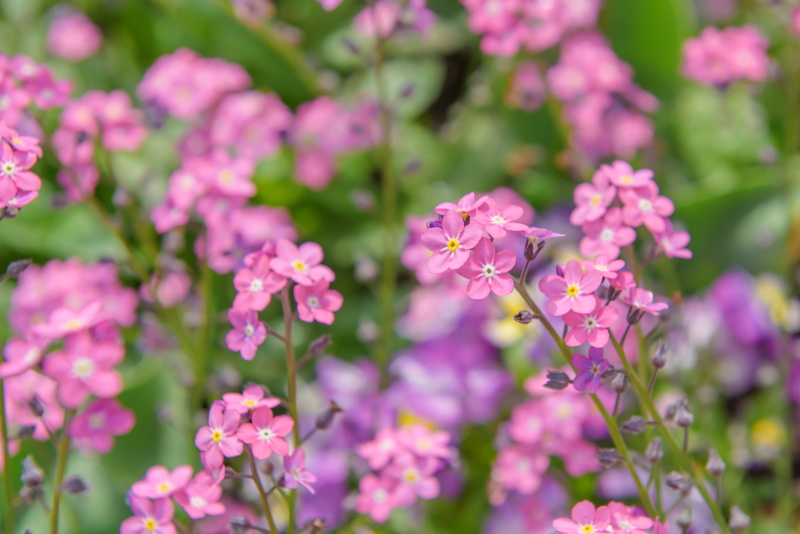 Blumen in den Sondergärten