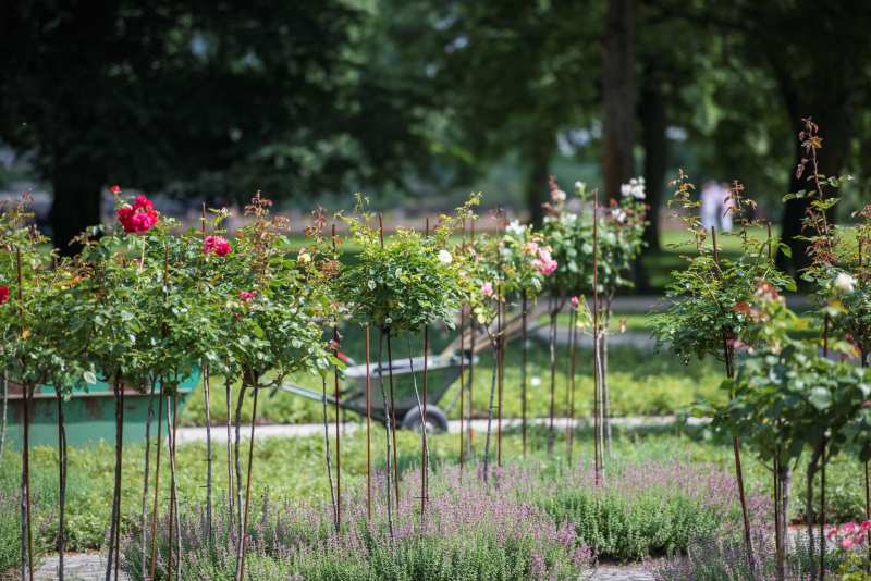 Schubkarre im Rosengarten