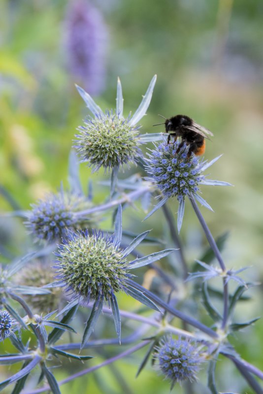 Eine Hummel im Sondergarten