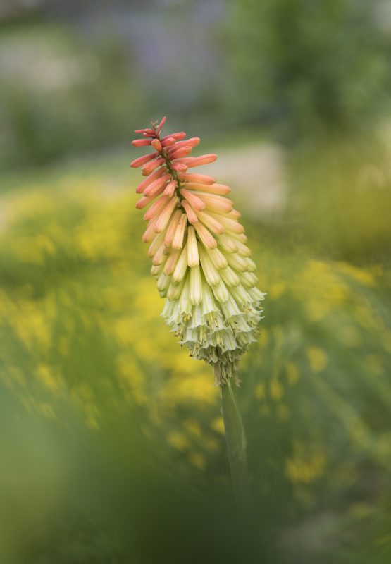 Blumen in den Sondergärten