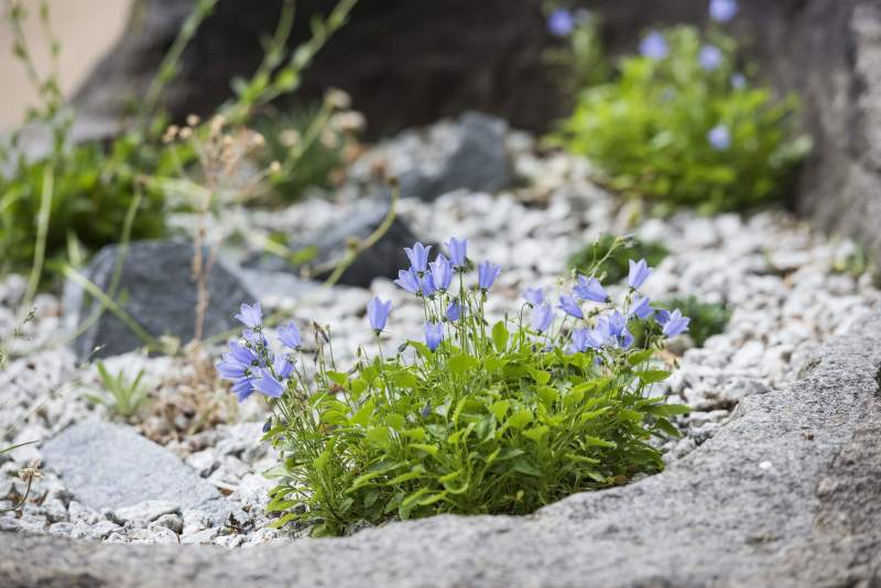 Blumen in den Sondergärten