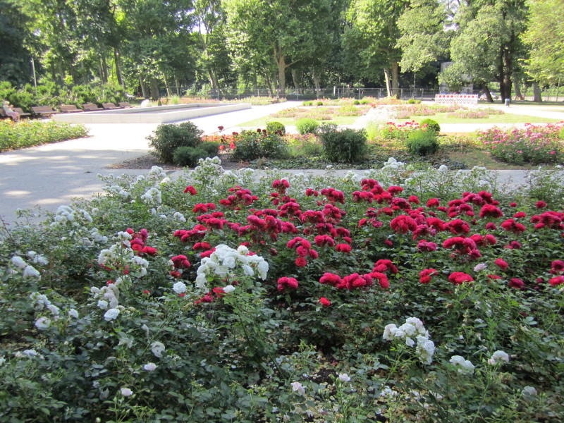 Rosengarten im Treptower Park - Seerosenbecken