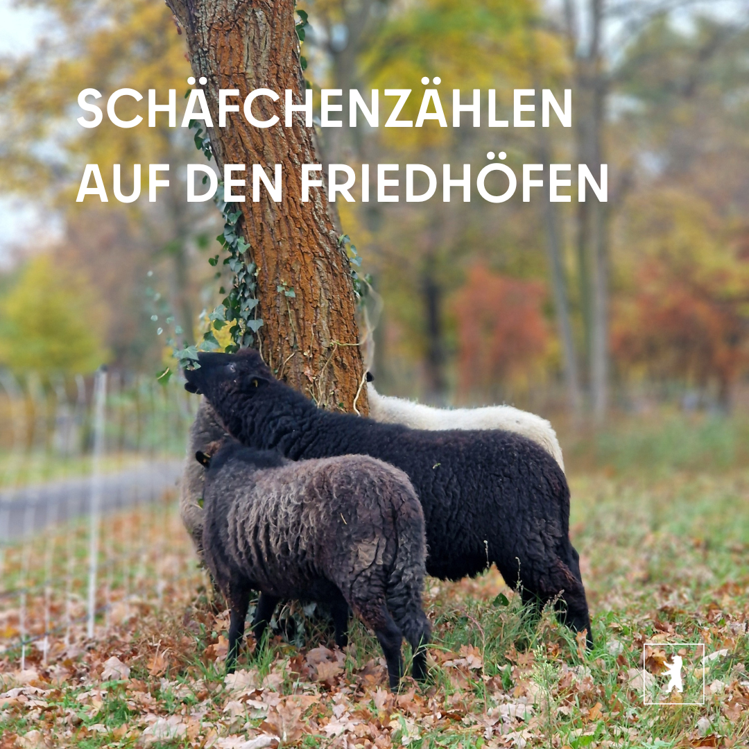 Schäfchenzählen auf den Friedhöfen - 1