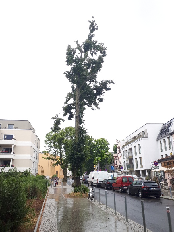 Versuchte Baumabtötung_88 jährige Linde_Regattastraße_2024