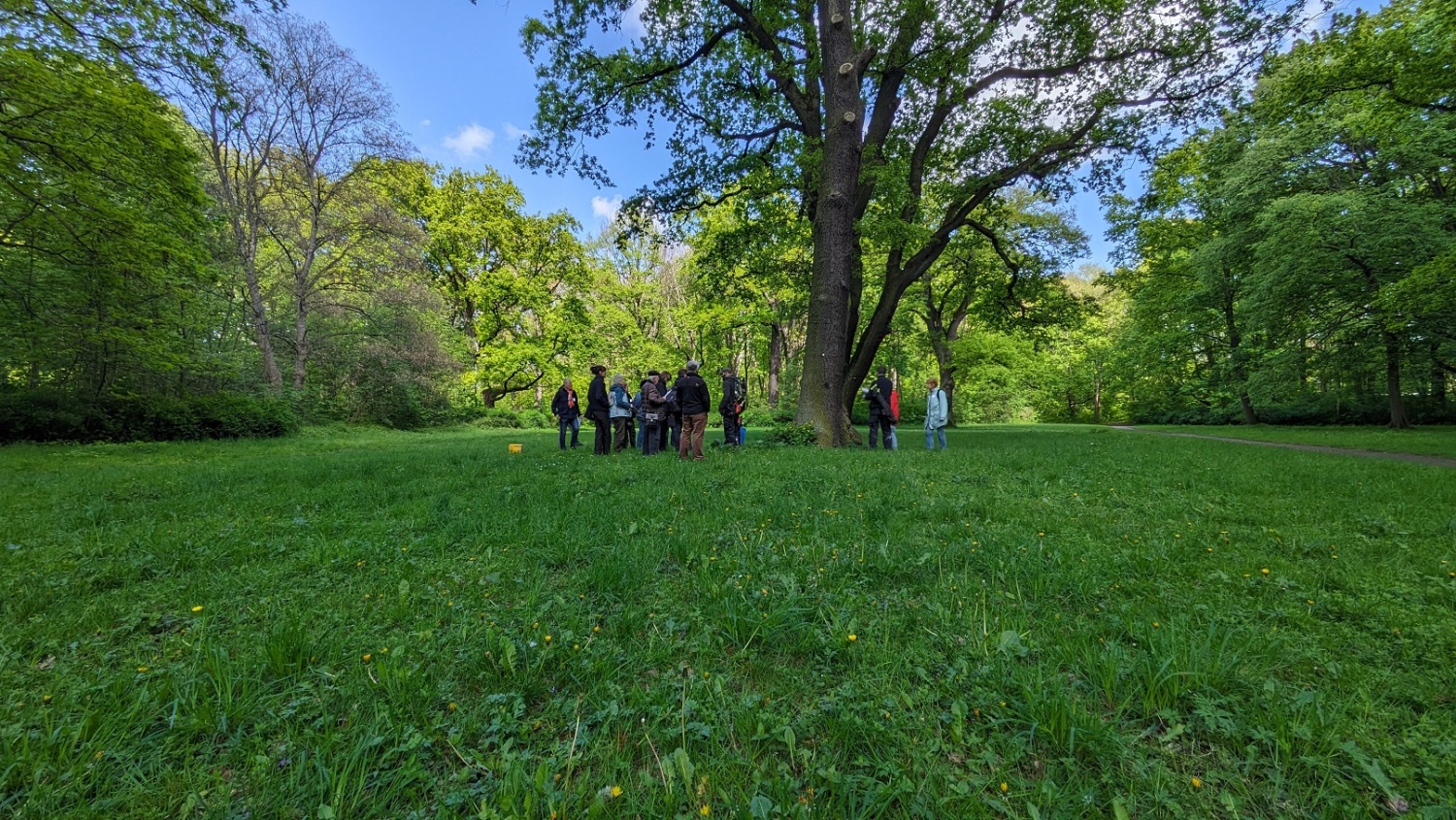 Baumführung im Treptower Park an Grünfläche