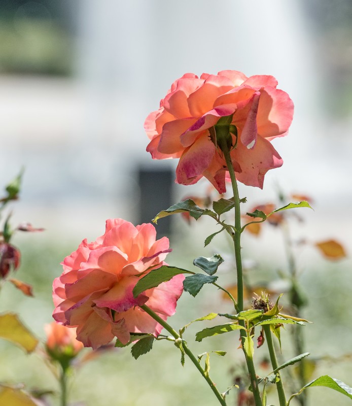 Rose im Rosengarten