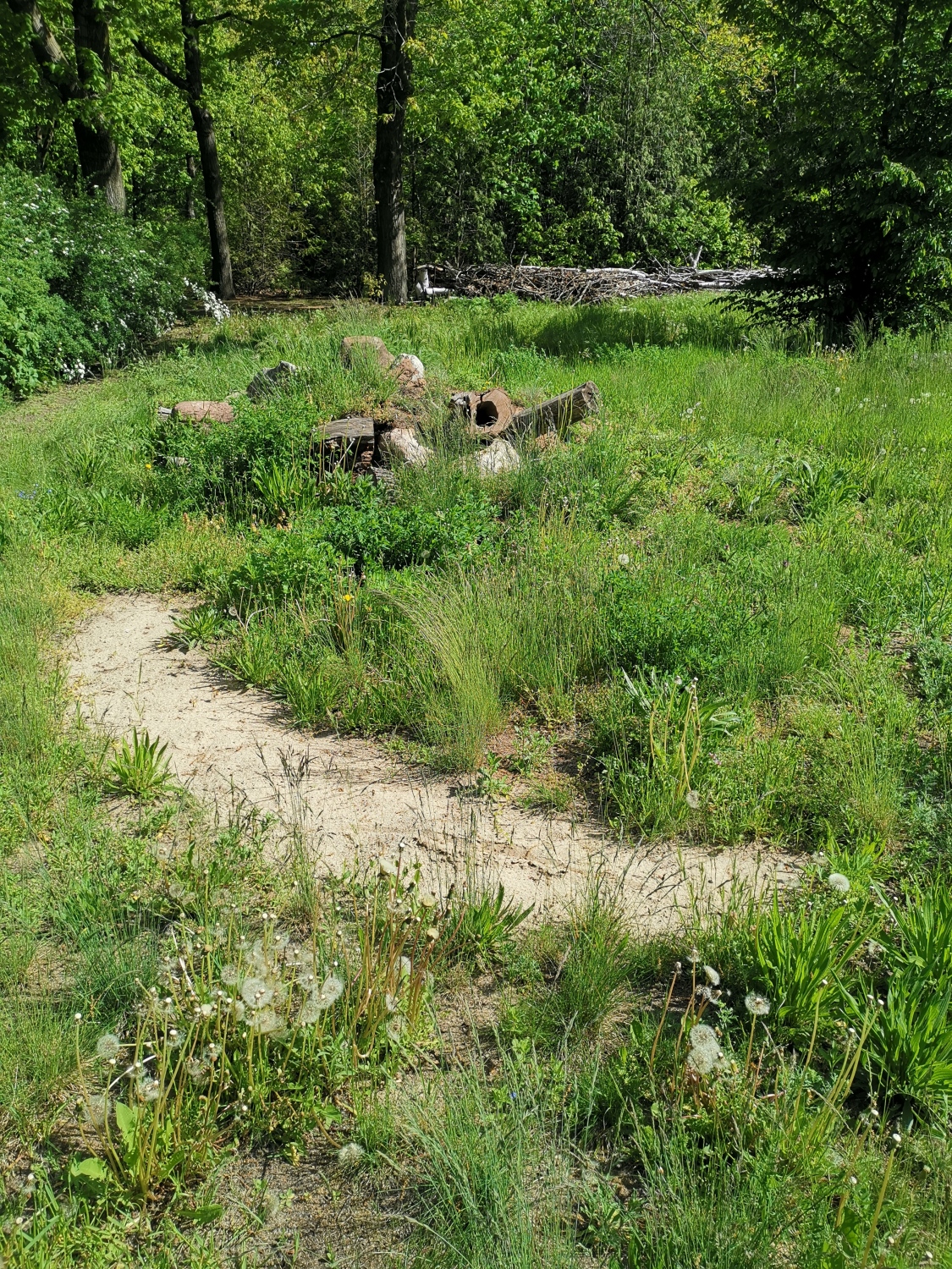 Eidechsenhabitat mit Sandstreifen für die Eiablage auf dem Friedhof Oberschöneweide