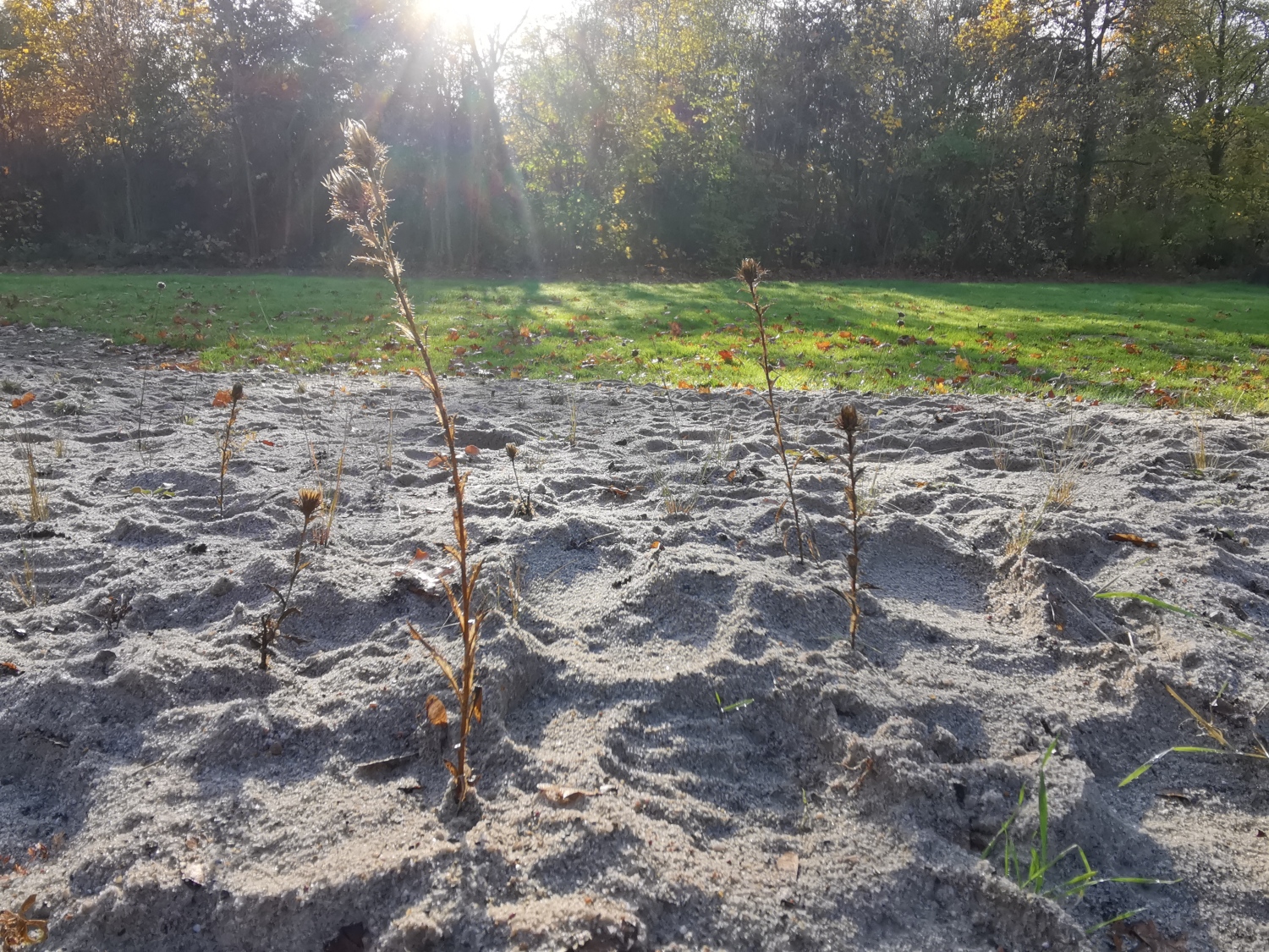 Wildbienenhabitat auf dem Friedhof Baumschulenweg