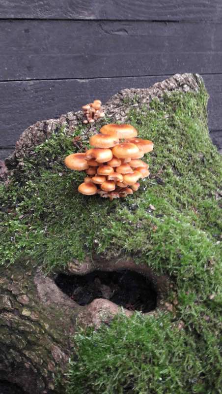 Pilz wächst auf Moos und das sieht aus wie ein Kopf mit offenem Mund