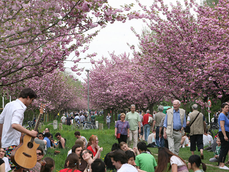 Japanese Hanami Cherry Blossom Festival Berlin de