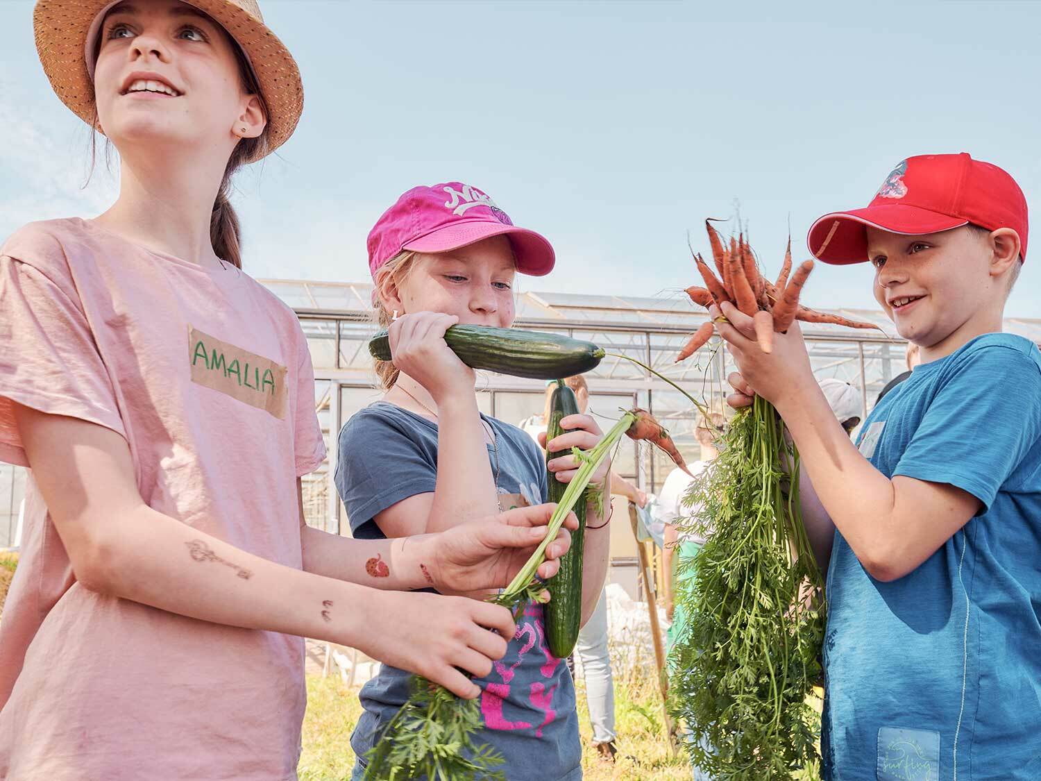 meinem-Schulessen-auf-der-spur-kinder-gemuese-ernte