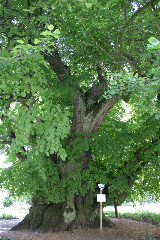 kaiser-lothar-linde in königslutter am elm
