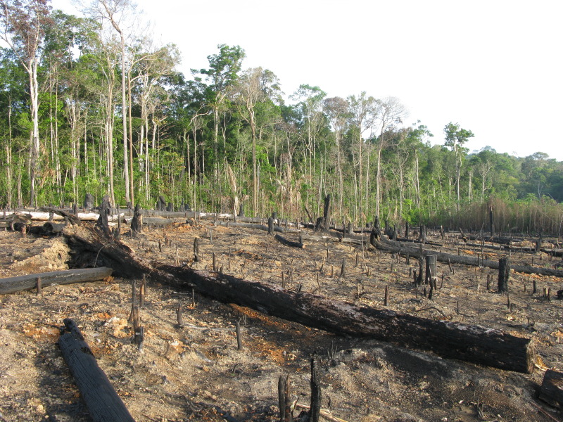 Abholzung - Brandrodung Regenwald