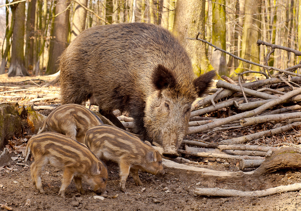 Das Wildschwein - Berlin.de