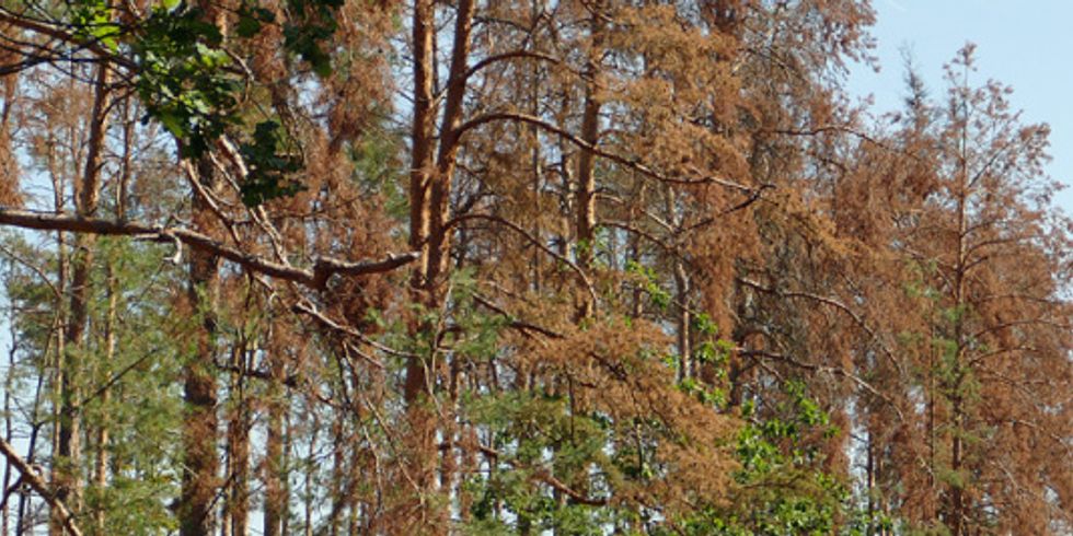 Bäume im Brandenburger Wald