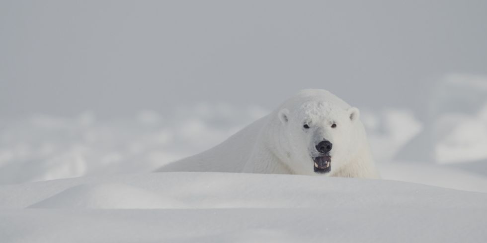 Eisbär im Schnee: aus dem Film "Time to say goodbye“ von Michel Abdollahi
