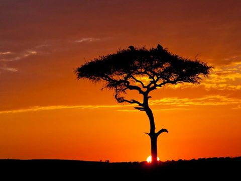 Schwarze Silhouette eines schirmförmigen Baums vor leuchtendem rot-orangem Himmel mit aufgehender Sonne