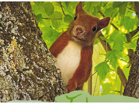 Rotes Eichhörnchen am Baumstamm
