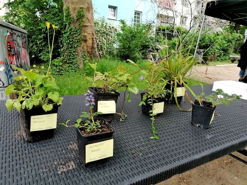 Die vorgesehenen Pflanzen für die Grünanlage Bremer Straße in Töpfen 