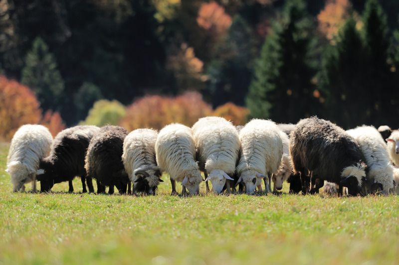 Schafe auf der Weide