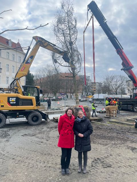 Großbaumverpflanzung Franz-Neumann-Platz