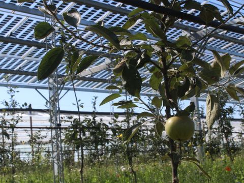 Obstbäume die unter einer Photovoltaikanlage stehen.