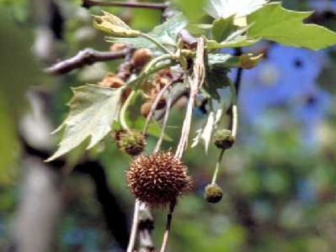 Platane - Frucht einer ahornblättrigen Platane