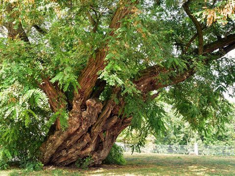 Uralte Robinie im Schlosshof Strehla Sachsen