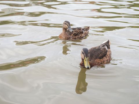 Enten am Engelbecken