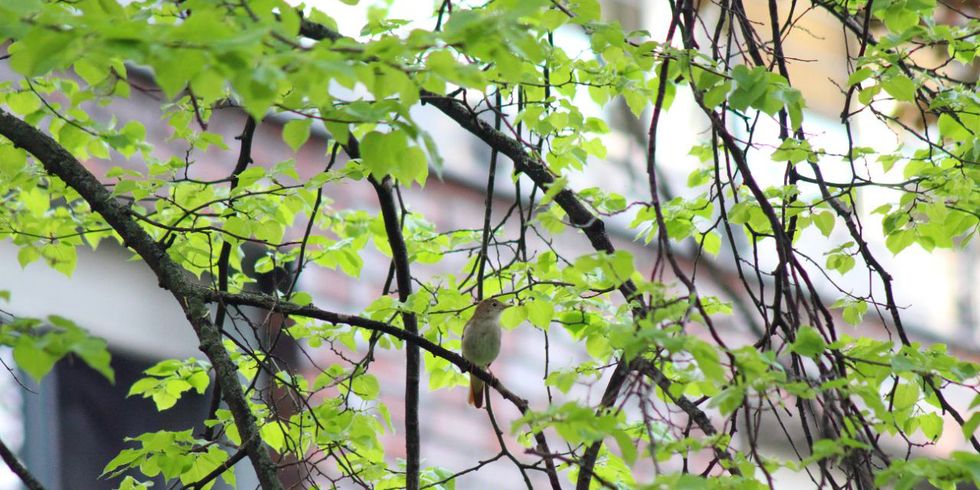 Nachtigall im Baum