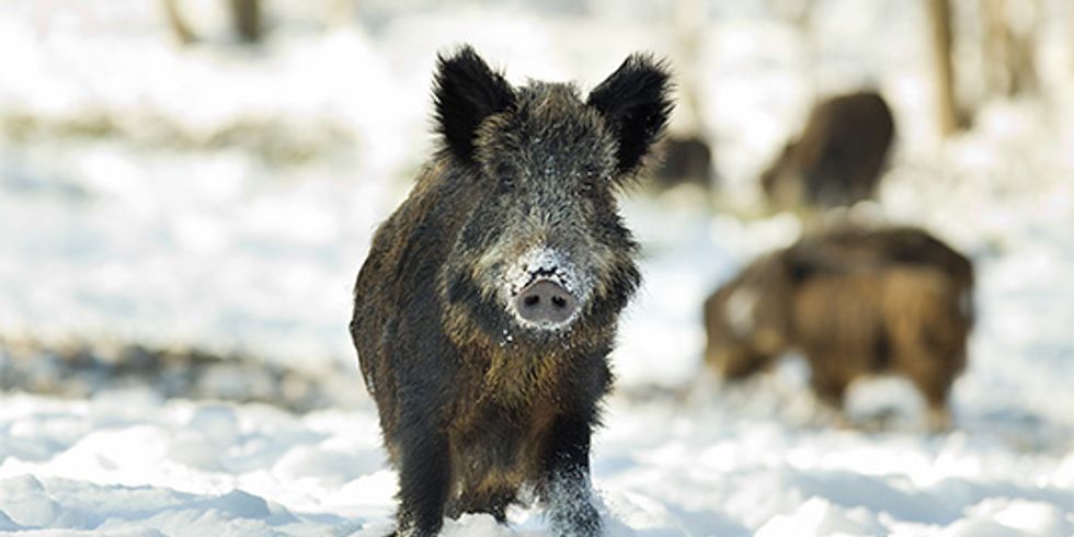 Wildschwein im Schnee