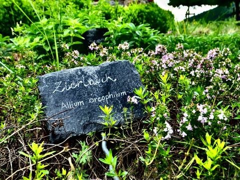 Kräuter in einem Garten mit einem Stein, der mit Zierlauch beschriftet ist