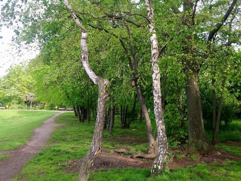 Birken im Görlitzer Park