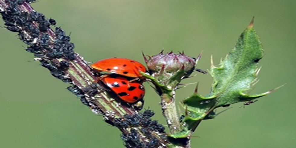 buehne Marienkäferpärchen dicht aneinader auf einem Zweig inmitten von Blattläusen