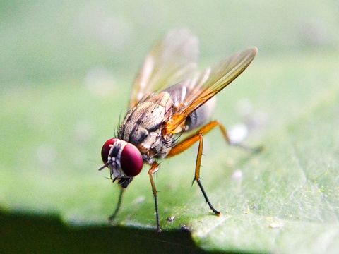 Eine Fruchtfliege bei der Nahrungssuche