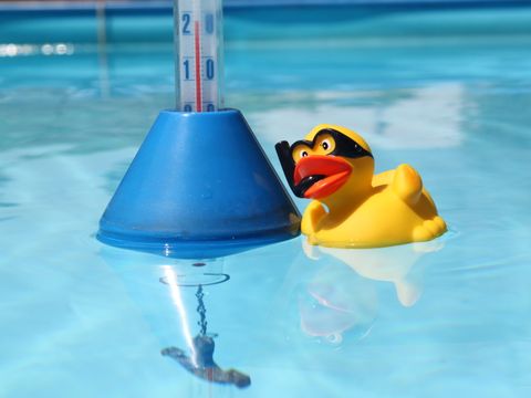 Eine Schwimmente schaut auf ein Thermometer im Wasser